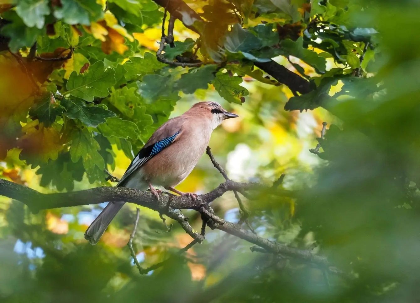 Wildlife and nature activities in Ravenglass, Eskdale and the Western Lake District